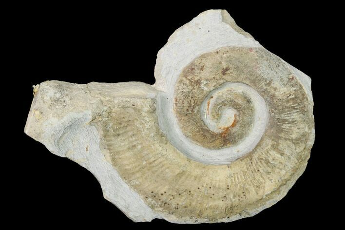Cretaceous Ammonite (Crioceratites) Fossil - France #153145